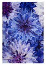 Charger l'image dans la galerie, Patch hydrogel contour des yeux à la Provitamine B5, au Bleuet, à l'Hamamélis Anti-âge, hydratant, apaisant- sachet individuel - OXALIA