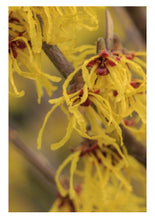 Charger l'image dans la galerie, Patch hydrogel contour des yeux à la Provitamine B5, au Bleuet, à l'Hamamélis Anti-âge, hydratant, apaisant- sachet individuel - OXALIA