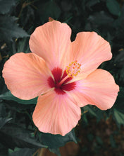 Load image into Gallery viewer, Lait Corps Fluide Velours d'Hibiscus – Acide Hyaluronique & Karié – 150ml – Oxalia