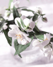 Load image into Gallery viewer, Crème JEUNESSE BLUFFANTE à l'huile de rosier de muscat, à la Vitamine E - 50ml - OXALIA